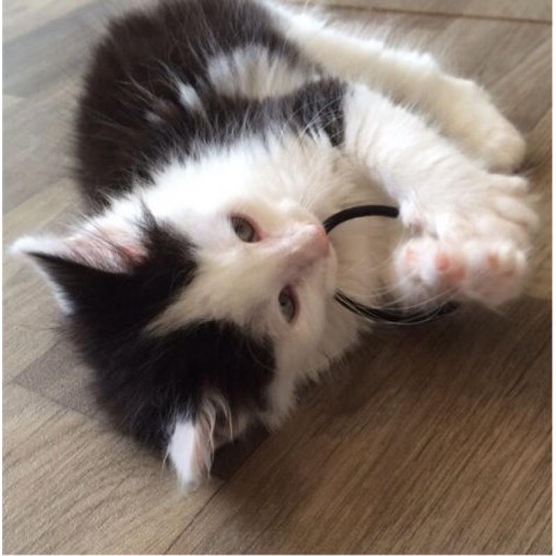 Lola the Kitten
