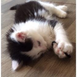 Lola the Kitten
