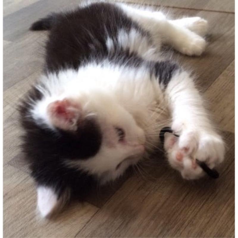 Lola the Kitten