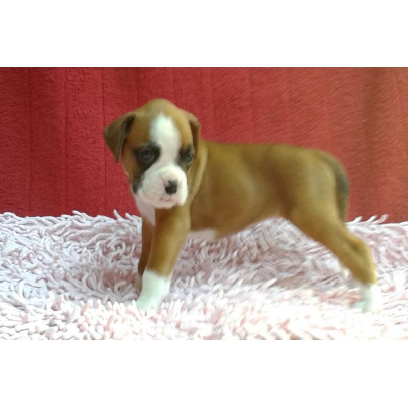 TOP QUALITY KC REGISTERED BOXER PUPS