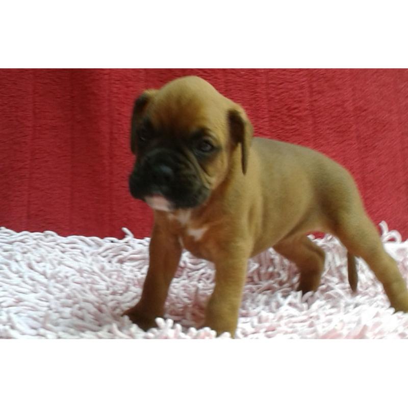 TOP QUALITY KC REGISTERED BOXER PUPS