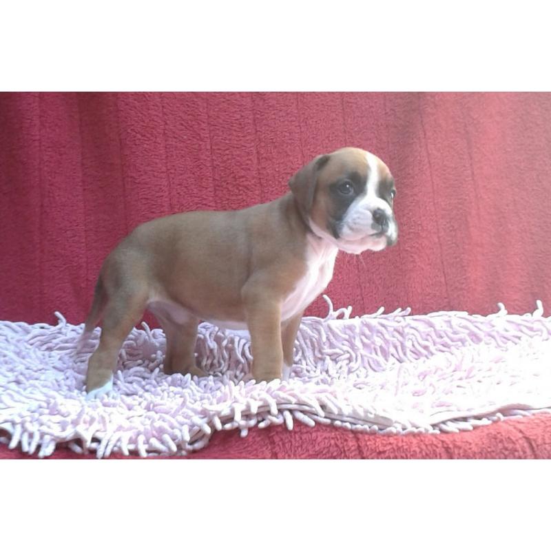 TOP QUALITY KC REGISTERED BOXER PUPS