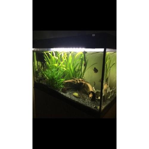 Fish tank Fluval Roma 125L
