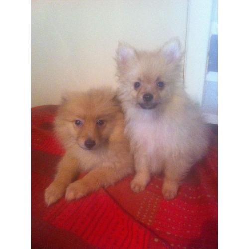 Pomeranian puppies ready now