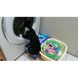 Kittens for sale