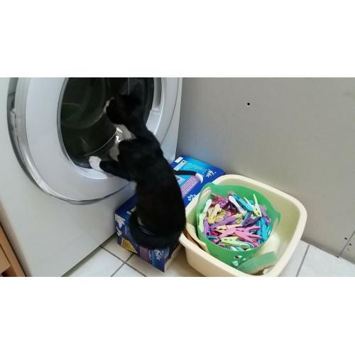 Kittens for sale