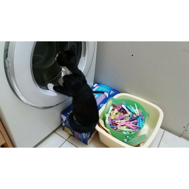 Kittens for sale