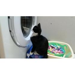 Kittens for sale