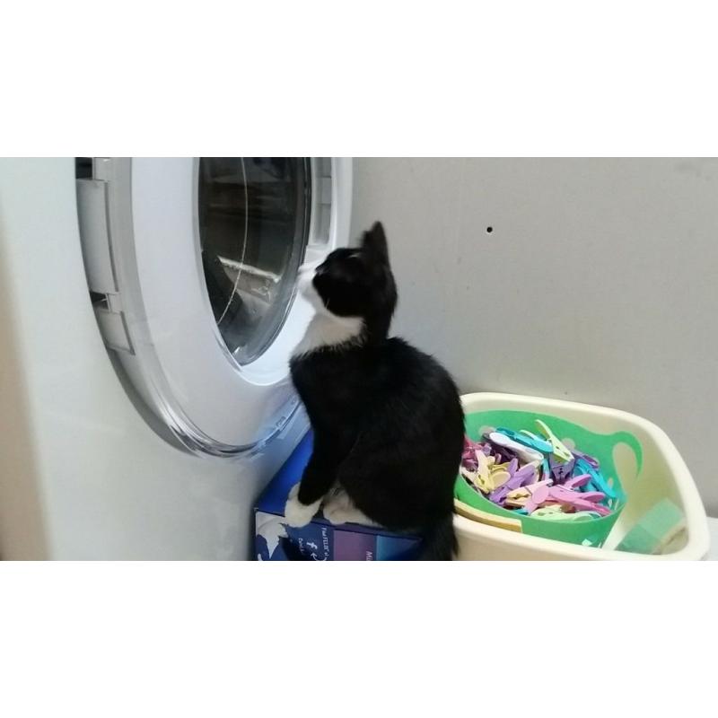 Kittens for sale