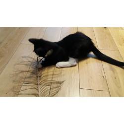 Kittens for sale