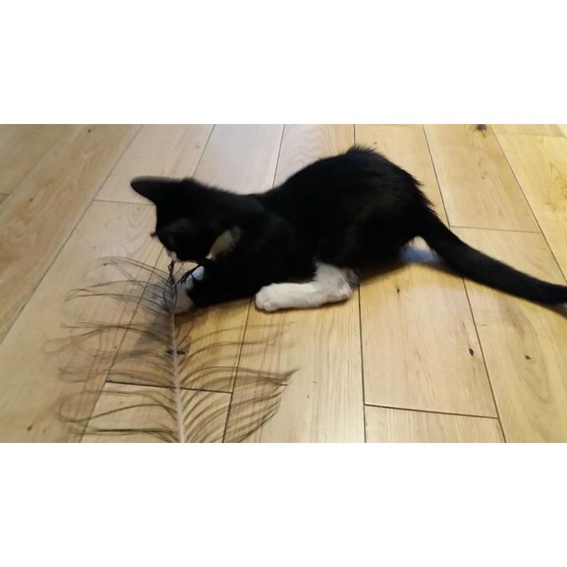 Kittens for sale