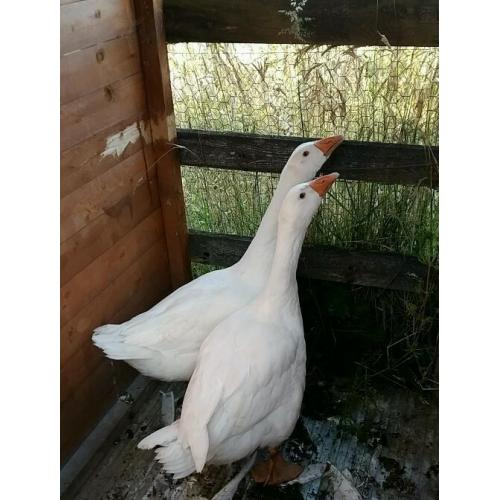 Geese for sale