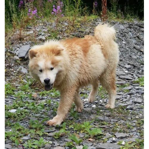 Chow Chow Male