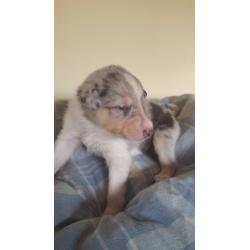Rare Smooth Collie pups for sale