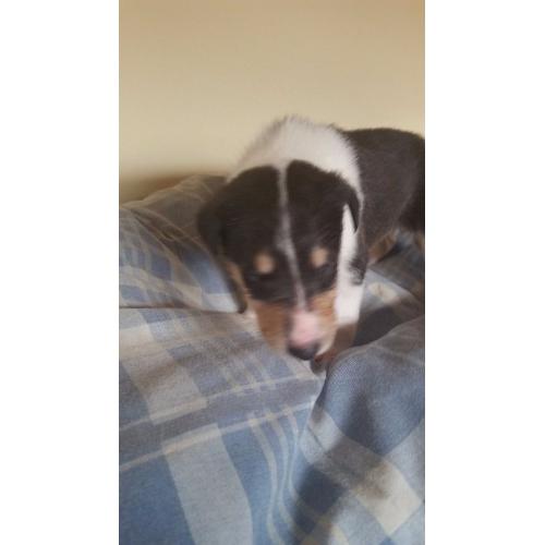 Rare Smooth Collie pups for sale