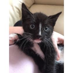 Male Kitten