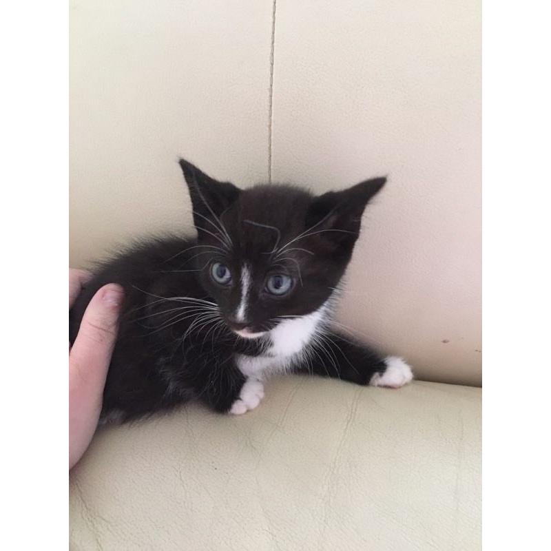 Male Kitten