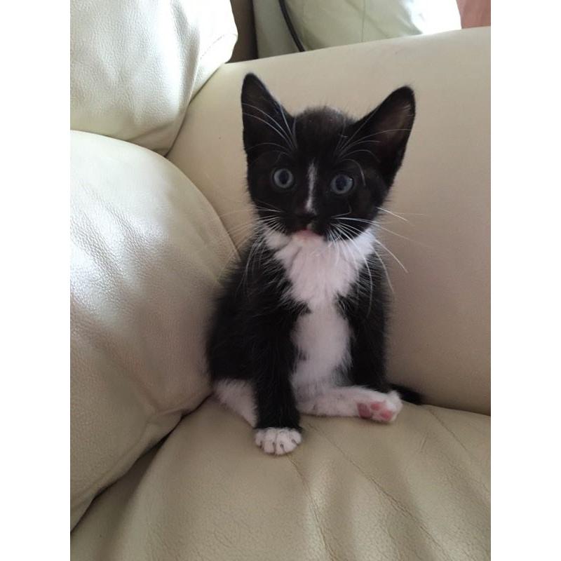 Male Kitten