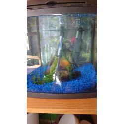 Fish tank