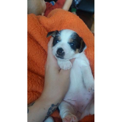 short legged jack russel pup bitch