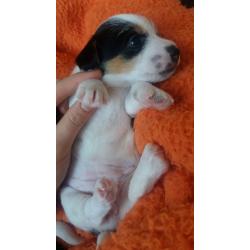 short legged jack russel pup bitch