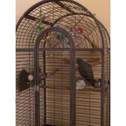 AFRICAN GREY 5 Year old tame