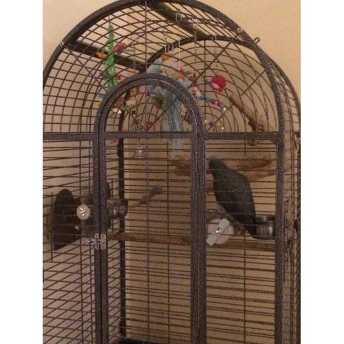 AFRICAN GREY 5 Year old tame