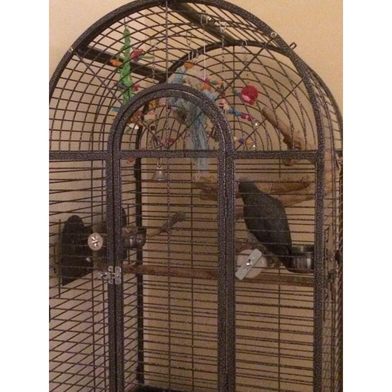 AFRICAN GREY 5 Year old tame