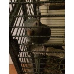 AFRICAN GREY 5 Year old tame