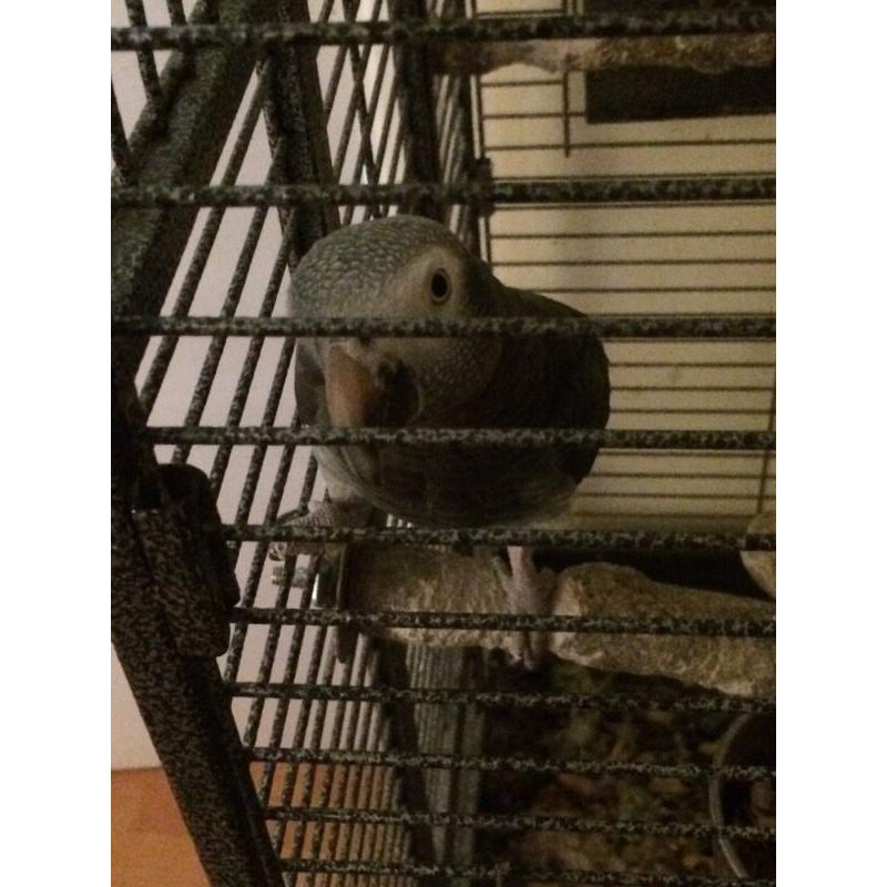 AFRICAN GREY 5 Year old tame