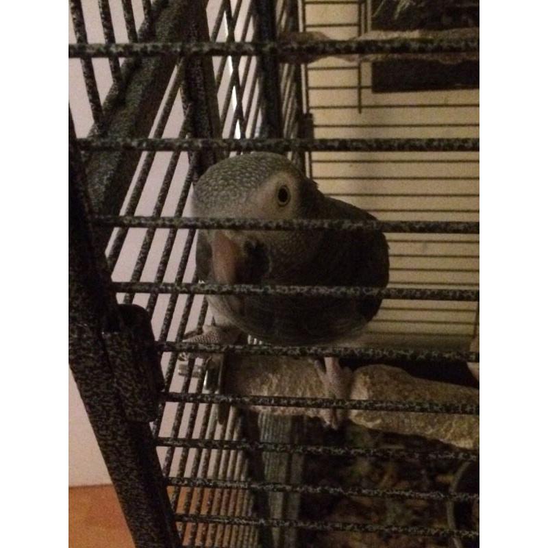 AFRICAN GREY 5 Year old tame