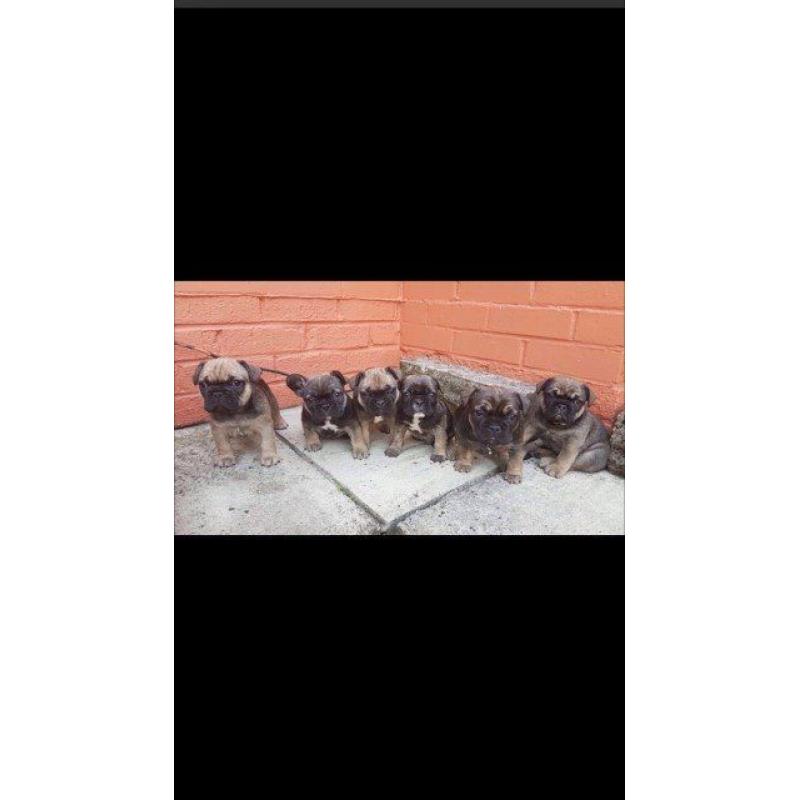 *BEAUTIFUL FRENCH BULLDOG PUPPIES AVAILABLE*