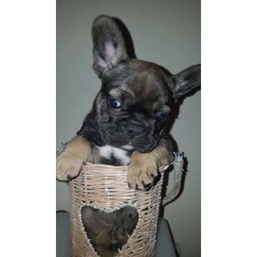 *BEAUTIFUL FRENCH BULLDOG PUPPIES AVAILABLE*