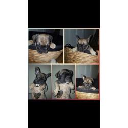 *BEAUTIFUL FRENCH BULLDOG PUPPIES AVAILABLE*