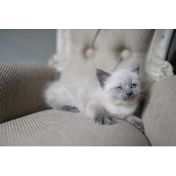 Snowshoe x siamese female kitten