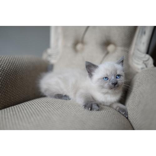 Snowshoe x siamese female kitten
