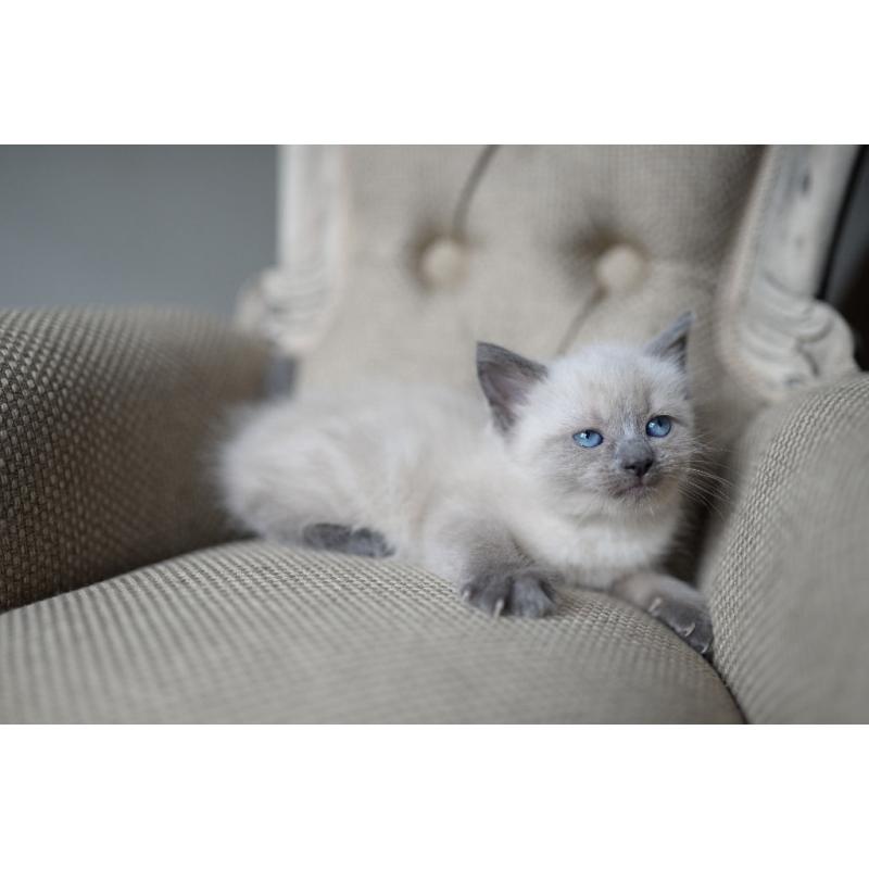 Snowshoe x siamese female kitten