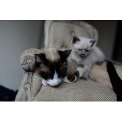 Snowshoe x siamese female kitten