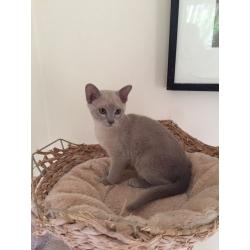 Burmese Kitten-Lilac boy