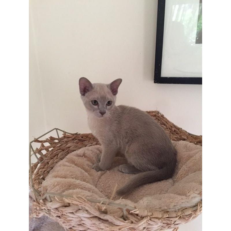 Burmese Kitten-Lilac boy
