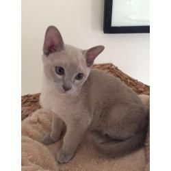 Burmese Kitten-Lilac boy
