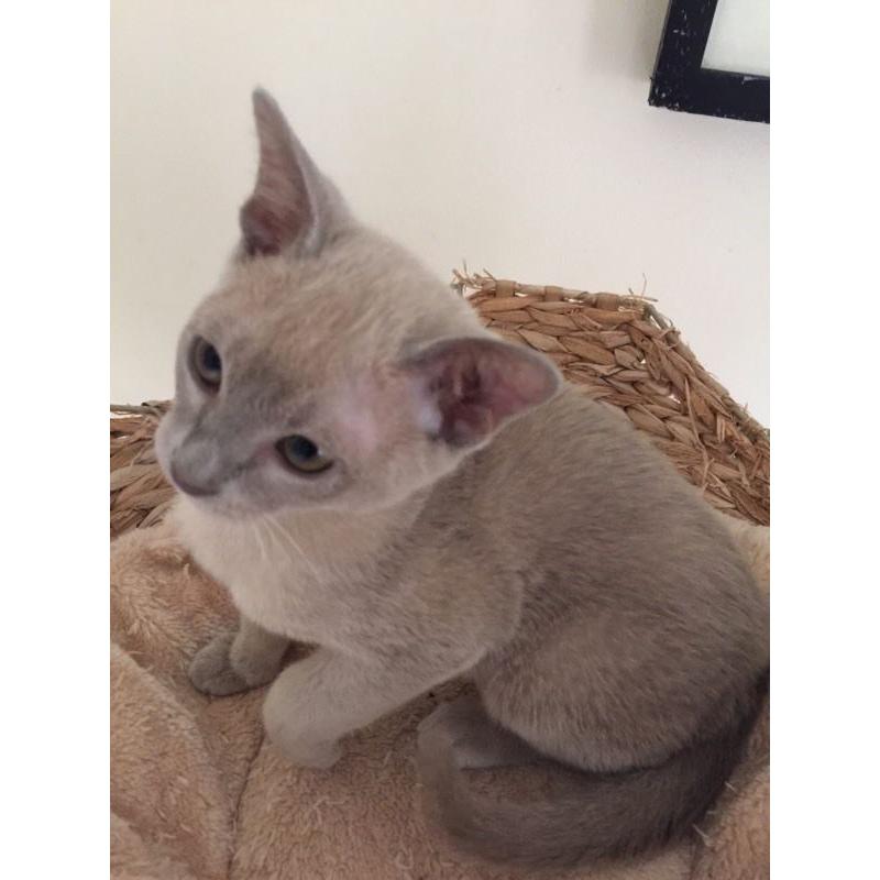 Burmese Kitten-Lilac boy