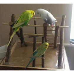 3 x budgies with large cage