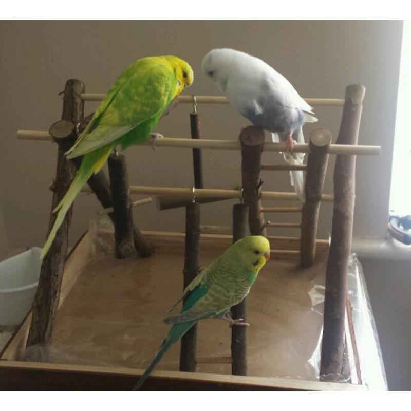 3 x budgies with large cage