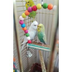 3 x budgies with large cage