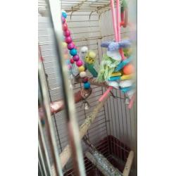 3 x budgies with large cage