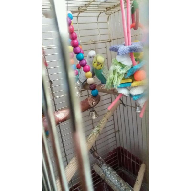 3 x budgies with large cage