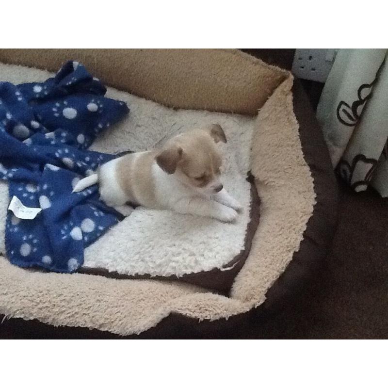 7/8th Chihuahua puppy