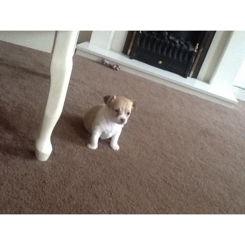 7/8th Chihuahua puppy