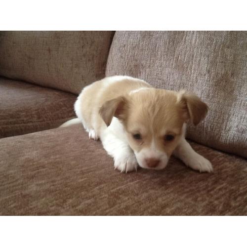 7/8th Chihuahua puppy